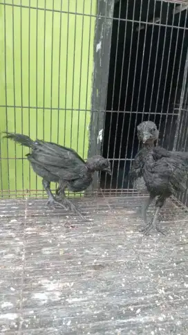 Ayam cemani LH umur 1 setengah bulanan sepasang