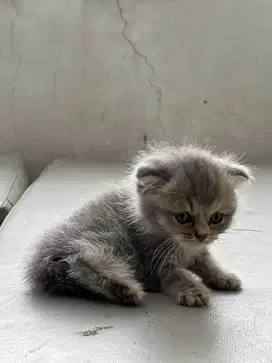 BRITISH Shorthair Kitten