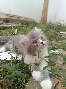 Kucing persia kitten medium ganteng