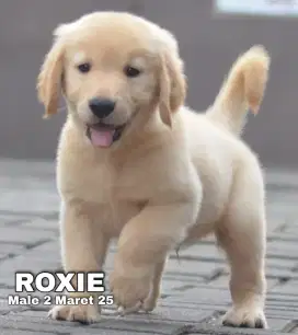 PUPPY GOLDEN RETRIEVER MALE 2