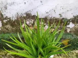 Jual Bibit Lidah Buaya Unggul – Cepat Tumbuh, Cocok untuk Budidaya