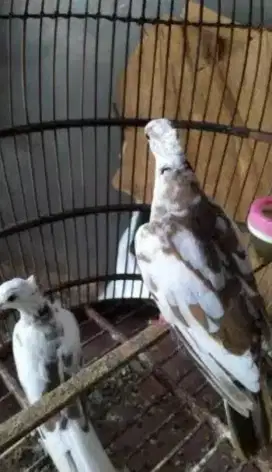 Burung puter belorok jambul langka ,tekukur,perkutut.jual sepasang