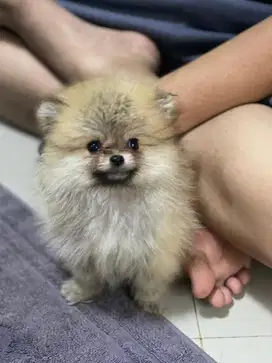 Minipom puppy 3 bulan