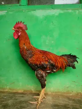 AYAM PELUNG JAJALON USIA 6 BULAN
