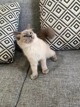 Ragdoll Blue colorpoint Mink Betina