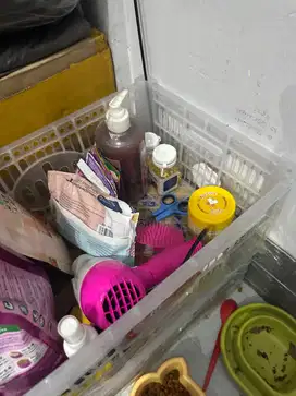 Kucing betina jual murah