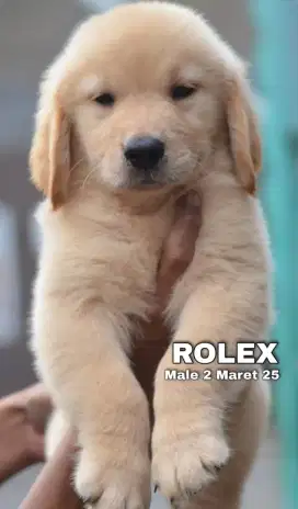PUPPY GOLDEN RETRIEVER MALE 1