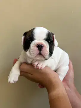 French bulldog jantan