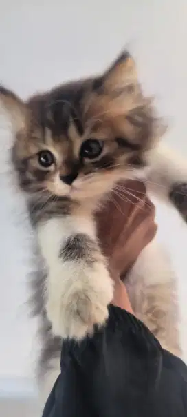 Kucing persia kitten jantan medium ganteng