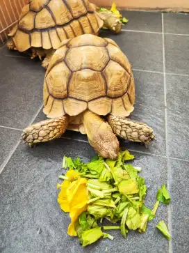 Kura Sulcata Jantan