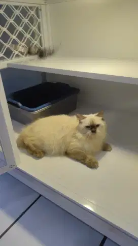 Kucing himalaya longhair jantan