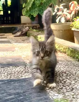 Kitten mainecoon betina