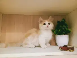 Kimpoy Kucing Munchkin