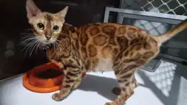 Kucing Ben9al Betina Induk