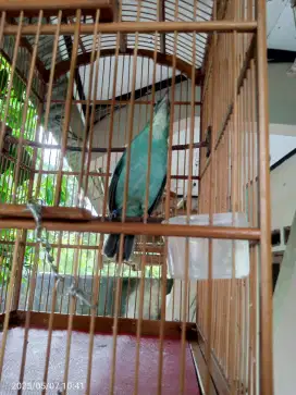 Kacer Dada Hijau betina gacor