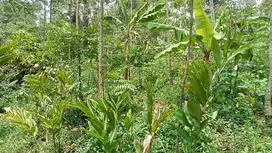 Tanah Kebun, Lt. 400 m, Udara Sejuk, Darangdan, PWK.