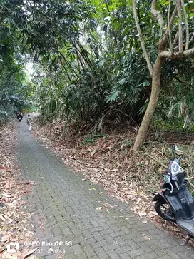 tanah kebun durian karang malang SMG