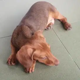 Pejantan Bagus Tekel Dachshund Murni Jinak 10 Bulan