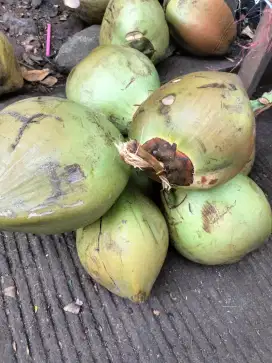 jaga es kelapa muda khusus cewek
