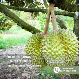 DIJUAL TANAH KEBUN DURIAN PRODUKTIF UTARA PURWOKERTO