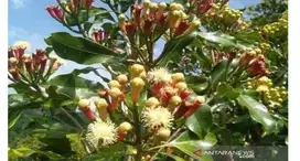 Kebun Cengkeh siap Panen di Kintamani Bali
