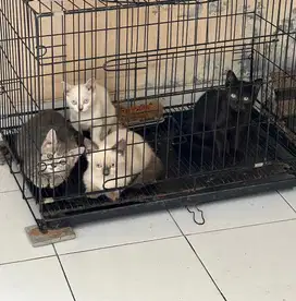 Kucing kitten munchkin himalaya dan marble