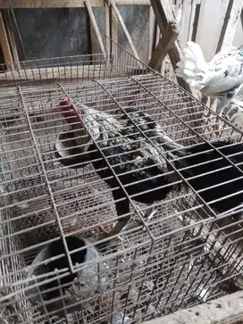 ayam bangkok pacek