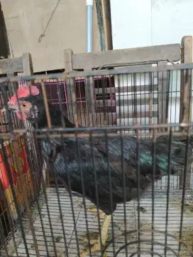 Biang Ayam Birma