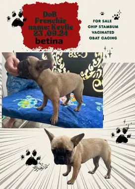 Frenchie - French Bulldog