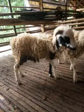 Domba Jantan & Betina Untuk Kurban
