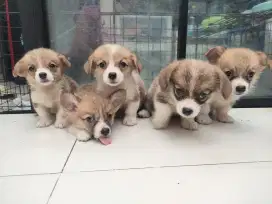 Corgi milik sendiri stb dob23032025