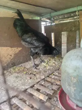 Ayam cemani asli