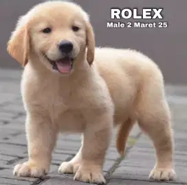 Golden jantan •ROLEX•