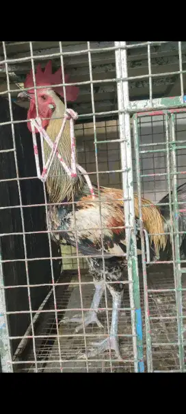 Ayam Pelung Warna Jalak
