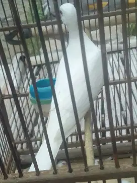 PUTER PUTIH MATA KUNING 300 BURJA GACORR
