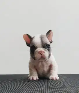 French bulldoh puppies
