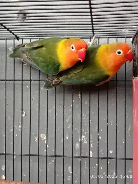 Lovebird pasangan
