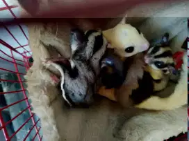 Suger Glider Albino Sepaket