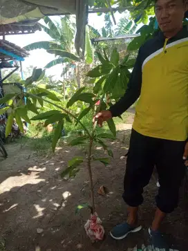 Bibit mangga kiojay
