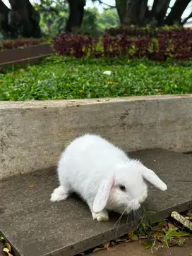 Rabbit holland lop