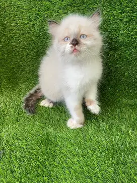 Kucing persia himalaya