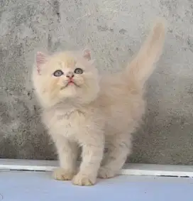 Kucing Persia Gembul