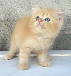 Kucing Persia rasa BSH