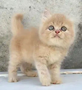 Kucing Gembul Bulet