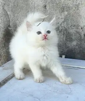 Kucing Persia Putih