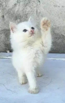 Kucing Persia Putih Bersih