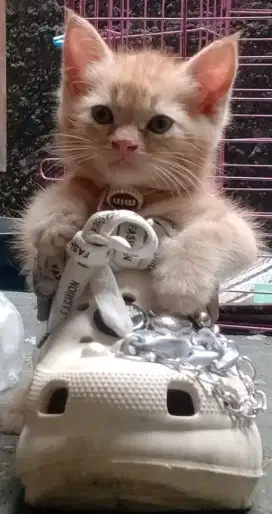Open adopt kitten bermahar