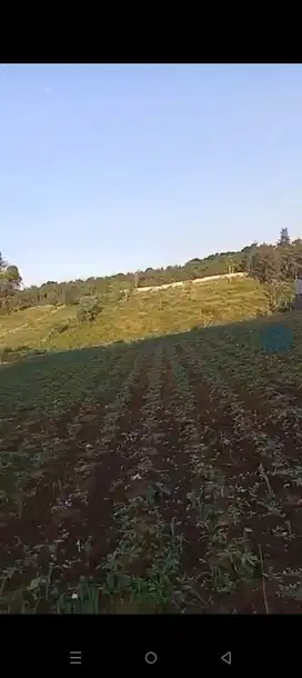 di jual lahan kebun dekat kopi nako Sumarecon bogor