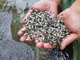 Ikan Nila Nirwana 4