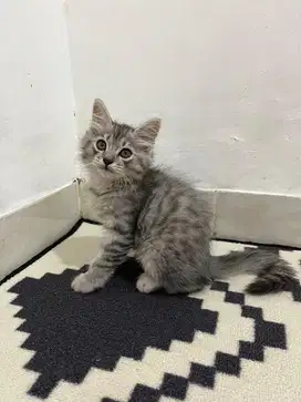 Kucing persian jantan